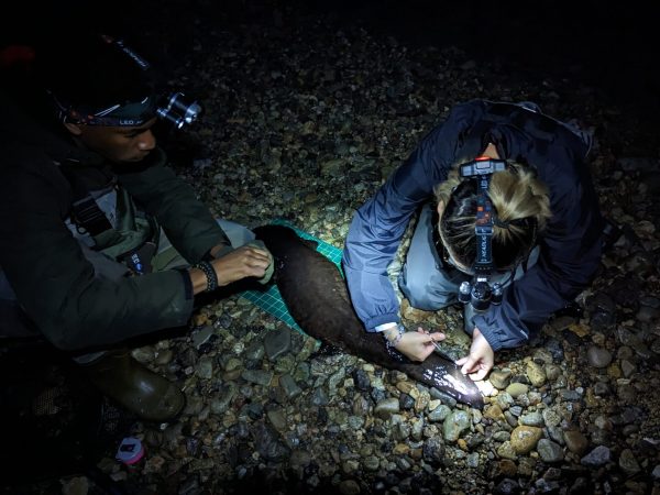 Night survey for Japanese giant salamanders
(Pictured: Ibrahim Ware, Luna Horsley)