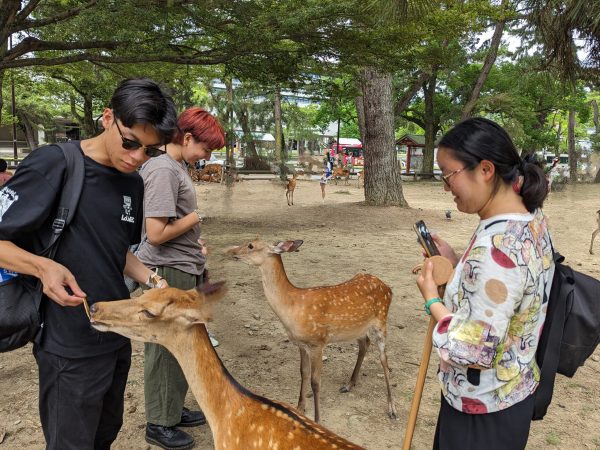 Students feeding deer at Nara deer park in Nara Japan.