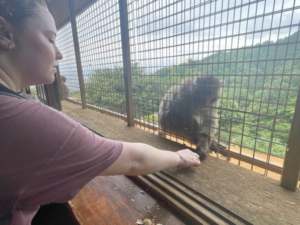 Student feeding a Japanese monkey at Arashiyama Monkey Park in Arashiyama Japan.