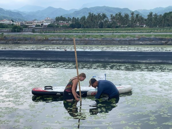 Tara Carrol is working in the pond with a local NGO to plant water lily.

(Pictured: Tara Carol)